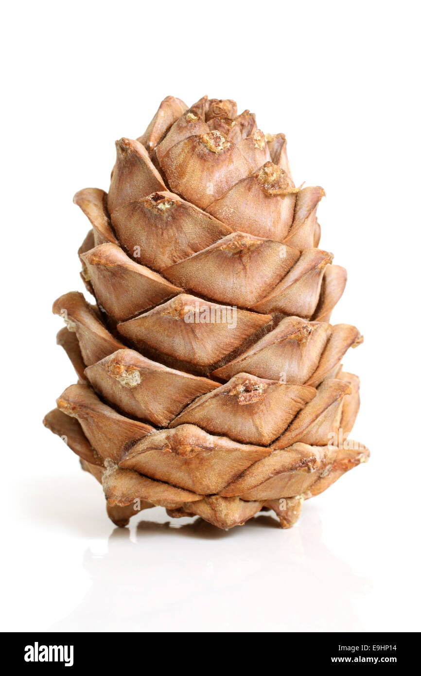 Siberian pine cone Stock Photo