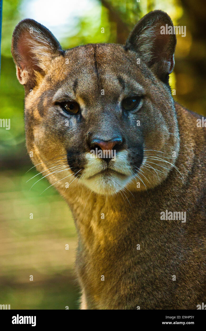 Puma katze hi-res stock photography and images - Alamy