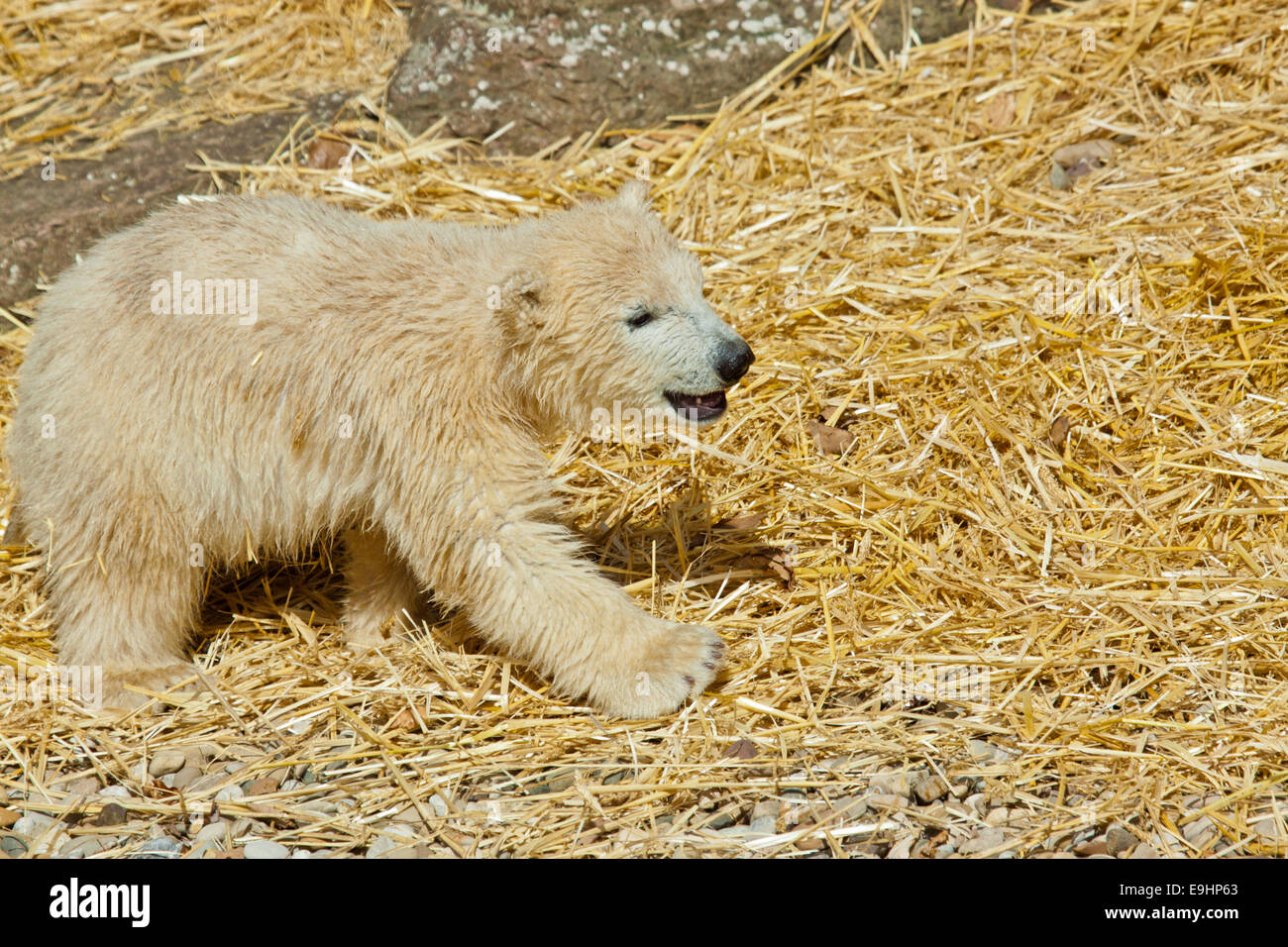 young polar bear (Ursus maritimus) Stock Photo