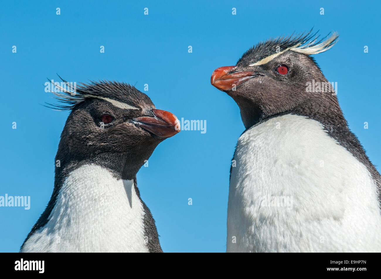 rockhopper penguins Stock Photo