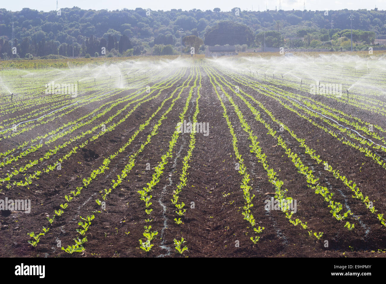 watering commercial farm field agriculture Stock Photo