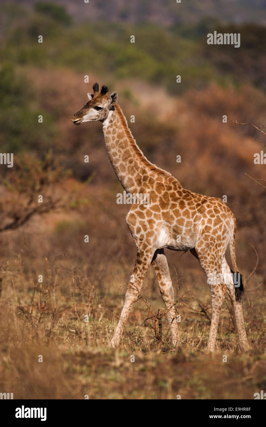 Young giraffe, Giraffa camelopardalis, Ithala (Ntshondwe) Game reserve, Kwazulu Natal, South Africa Stock Photo