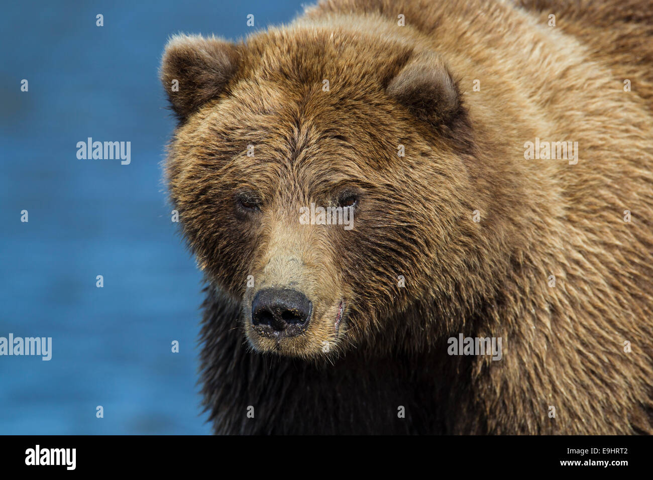 Alaskan brown bear Stock Photo