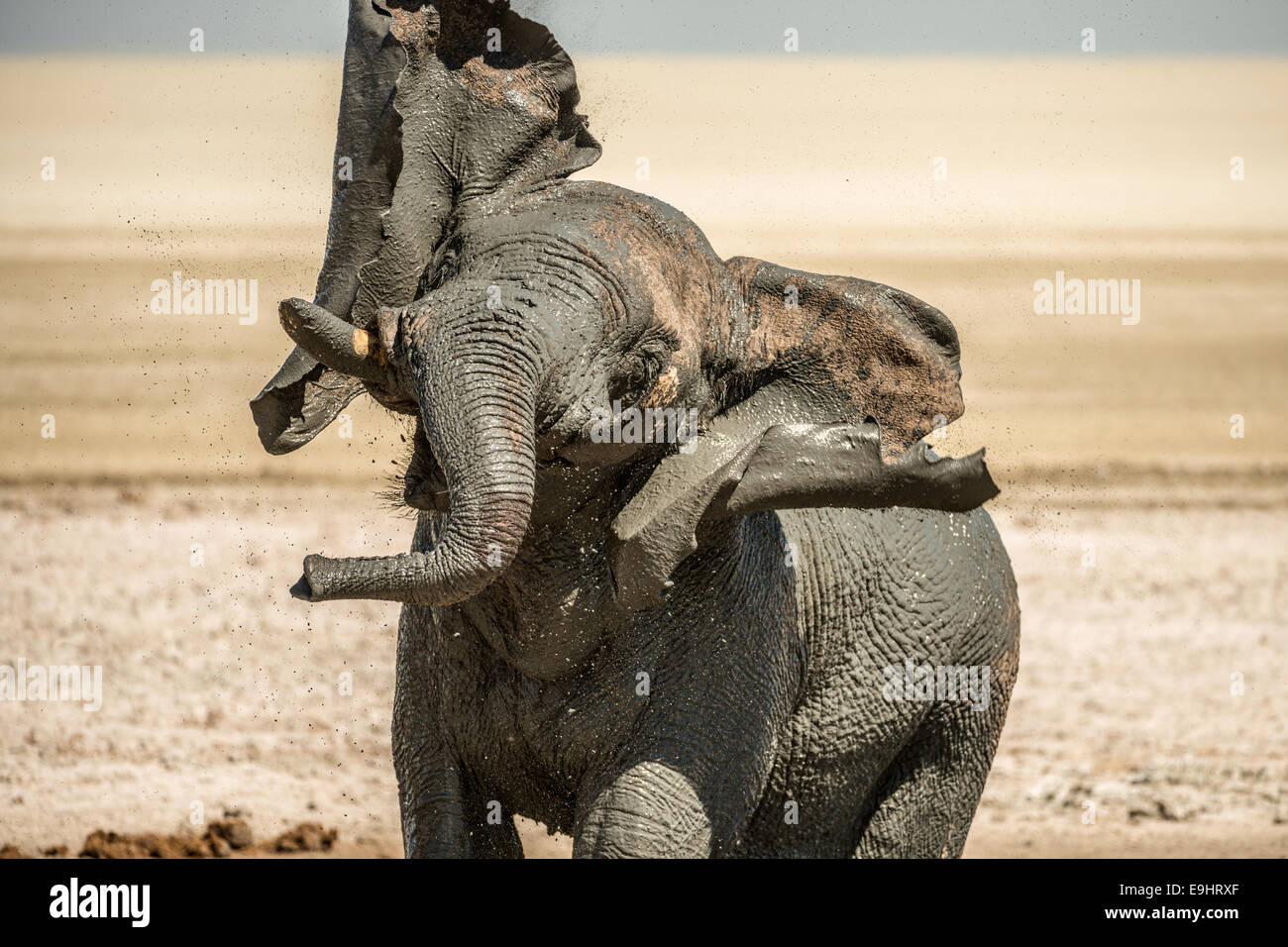 An elephant taking a mud bath in Etosha, Namibia Stock Photo