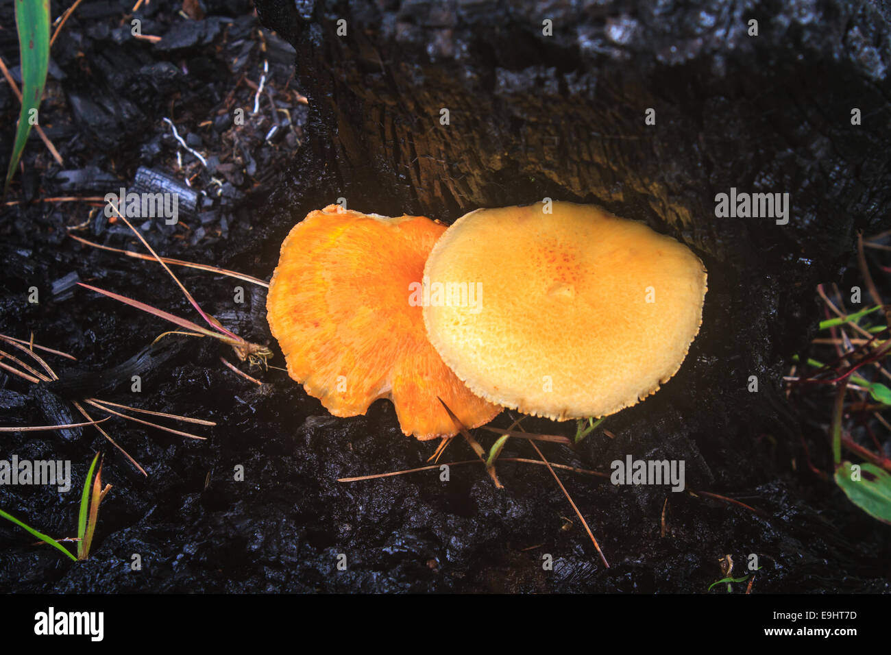 mushrooms growing on a live tree in the forest Stock Photo Alamy
