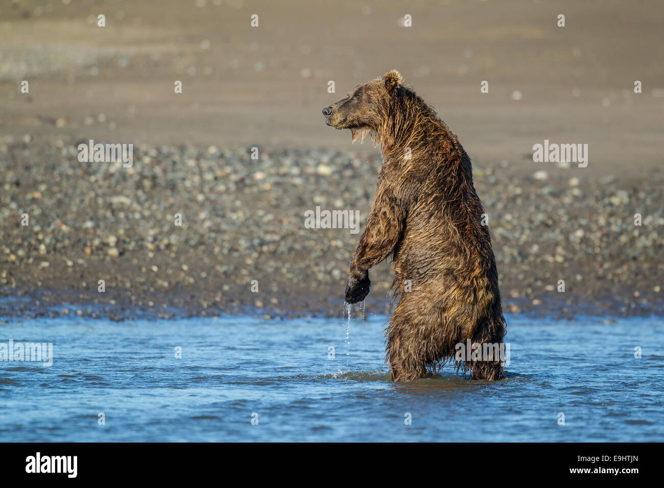 Alaskan brown bear fishing for salmon in Lake Clark National Park, Alaska Stock Photo