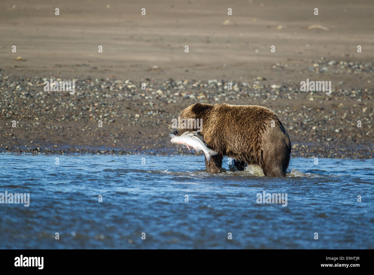Alaskan brown bear fishing for salmon in Lake Clark National Park, Alaska Stock Photo