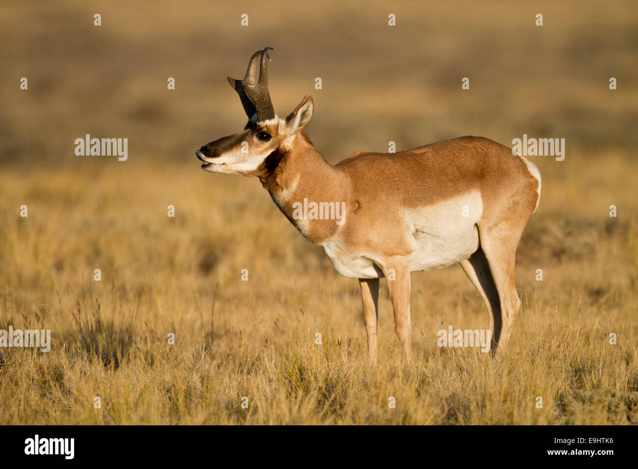 Pronghorn antelope buck during the fall rut in Wyoming Stock Photo - Alamy