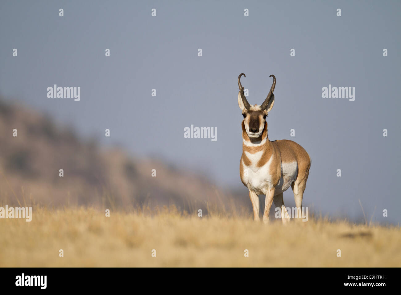 Pronghorn antelope buck during the fall rut in Wyoming Stock Photo - Alamy