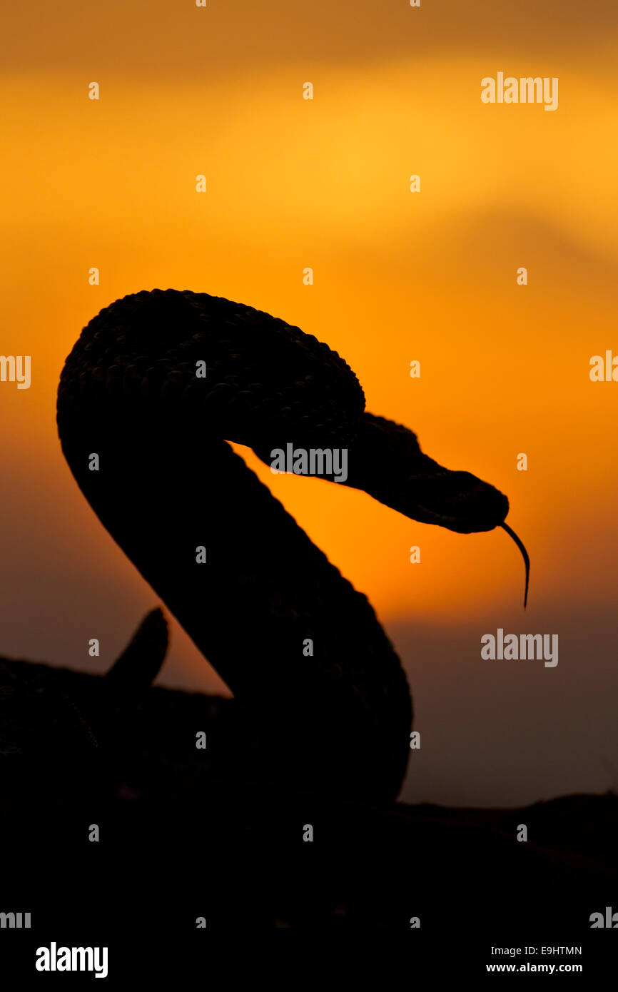Western diamondback rattlesnake in Texas at sunset Stock Photo