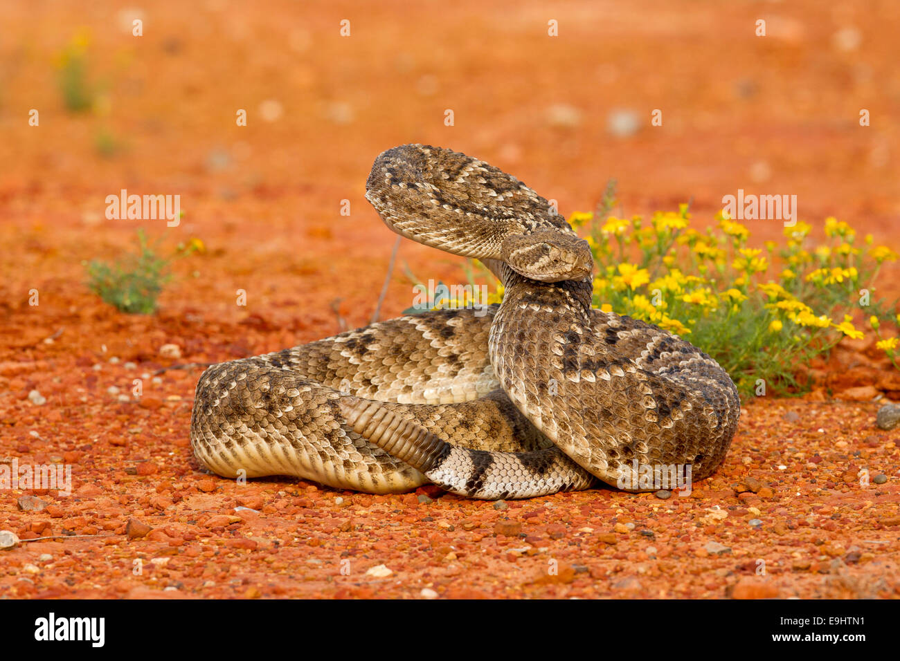 Western diamondback rattlesnake in Texas Stock Photo