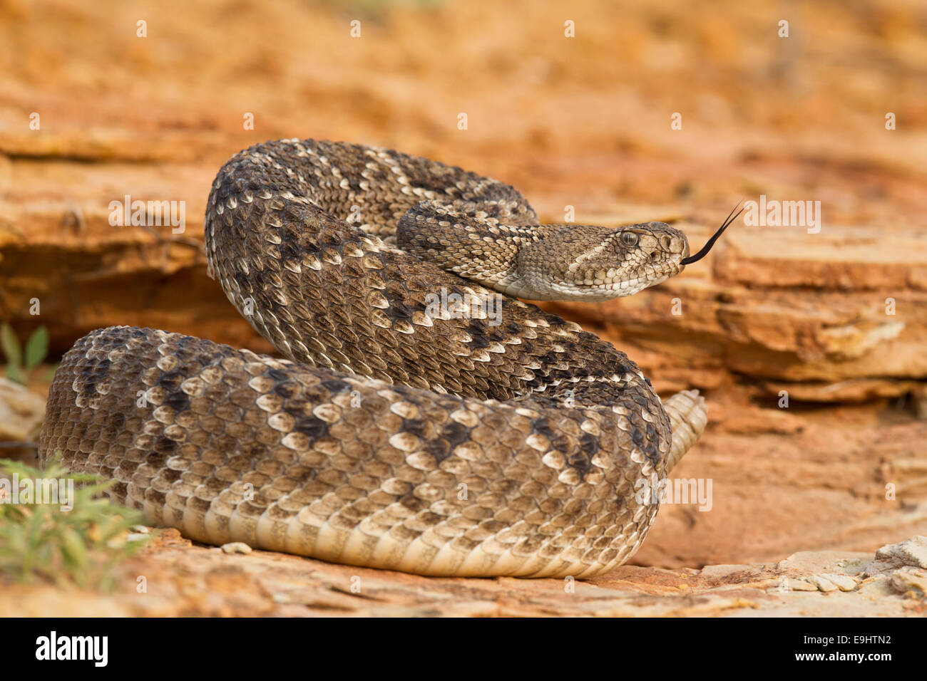 Rattlesnake in Texas Stock Photo
