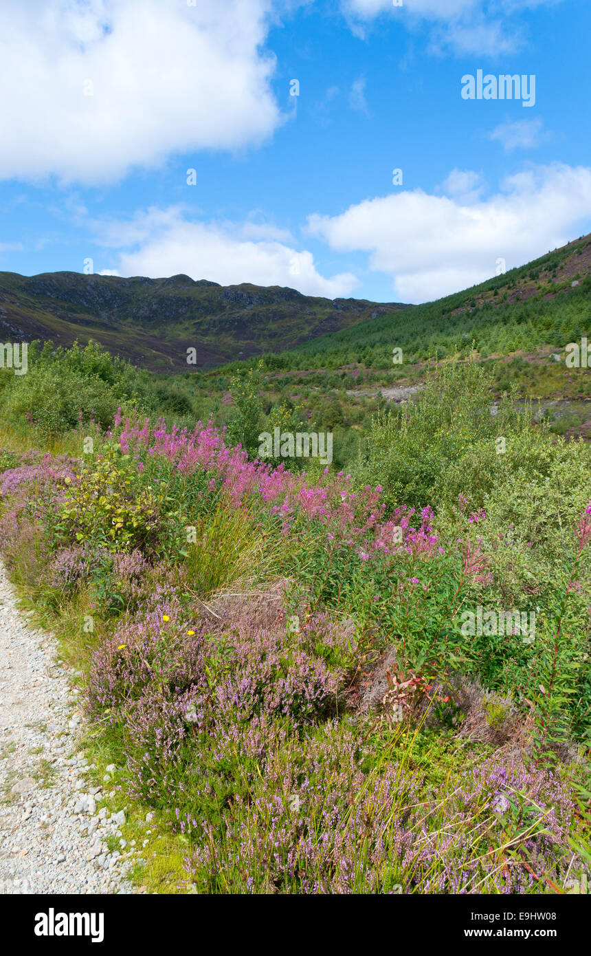 Stank Glen, Strathyre Forest, Trossachs, Stirlingshire, Scotland, UK
