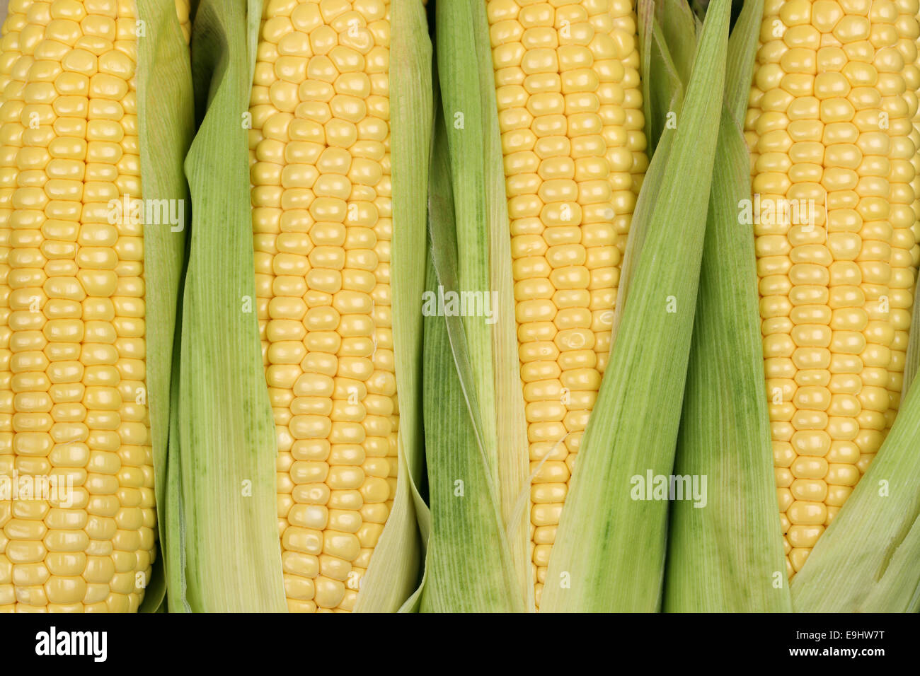 Corn cobs or maize in summer during harvest Stock Photo