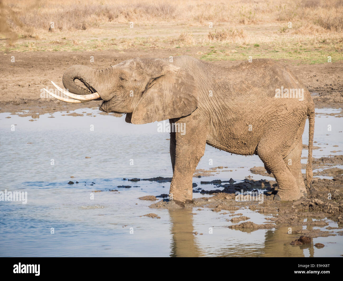Elephant drinking water in savanna in Tanzania, Africa. Stock Photo
