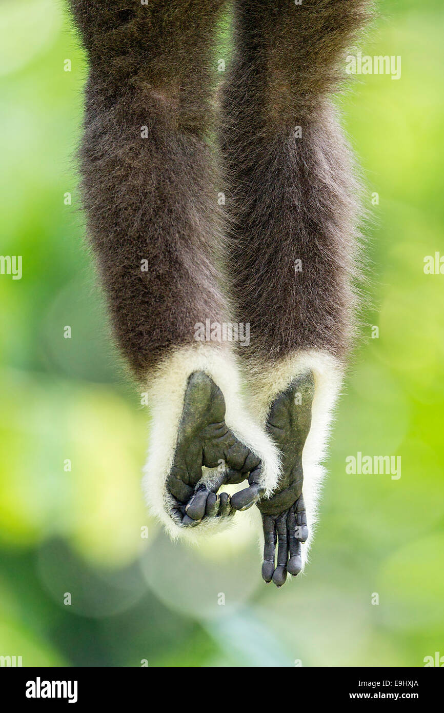 Captive White-handed Gibbon (Hylobates lar) at Singapore Zoo Stock Photo