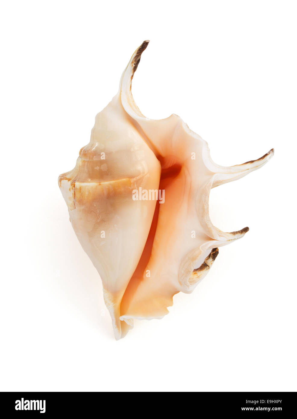 seashell isolated on white background Stock Photo - Alamy