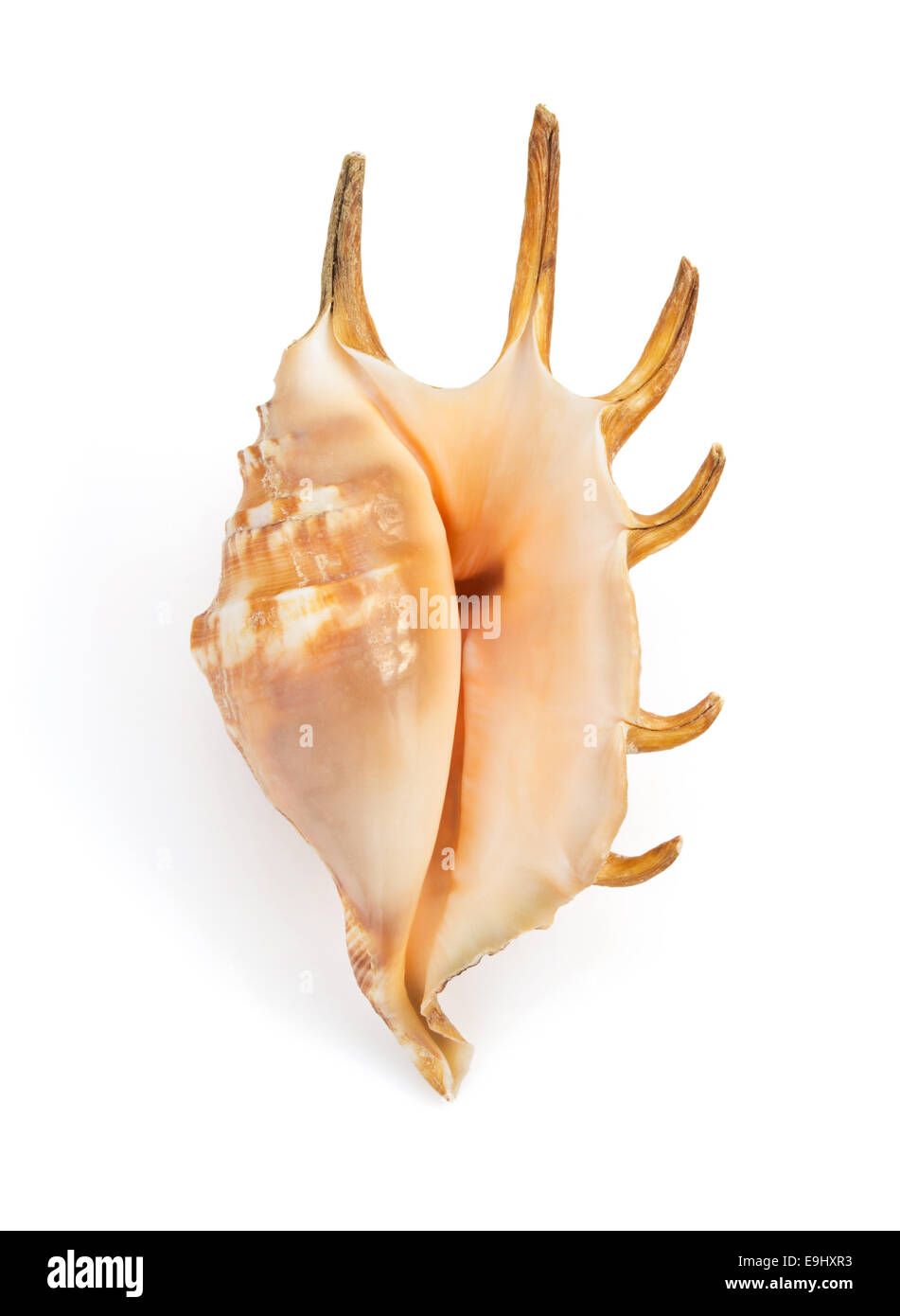 seashell isolated on white background Stock Photo - Alamy