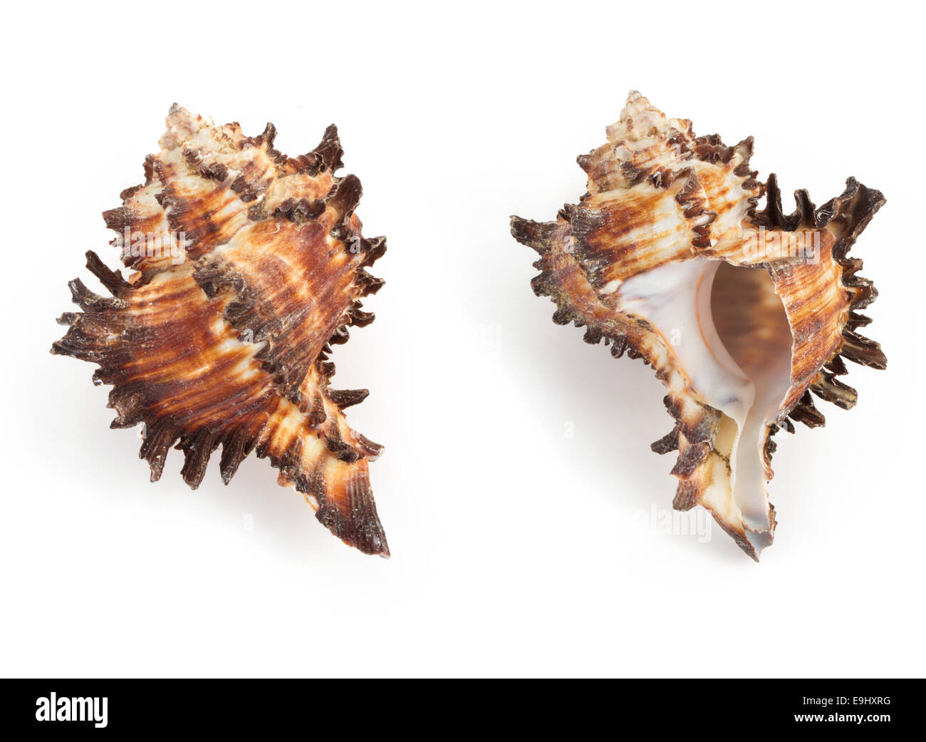 seashell isolated on white background Stock Photo - Alamy