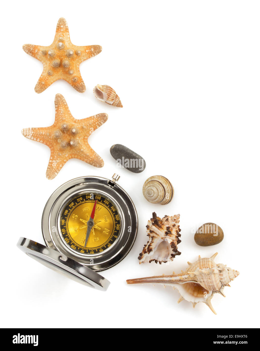 seashell isolated on white background Stock Photo - Alamy