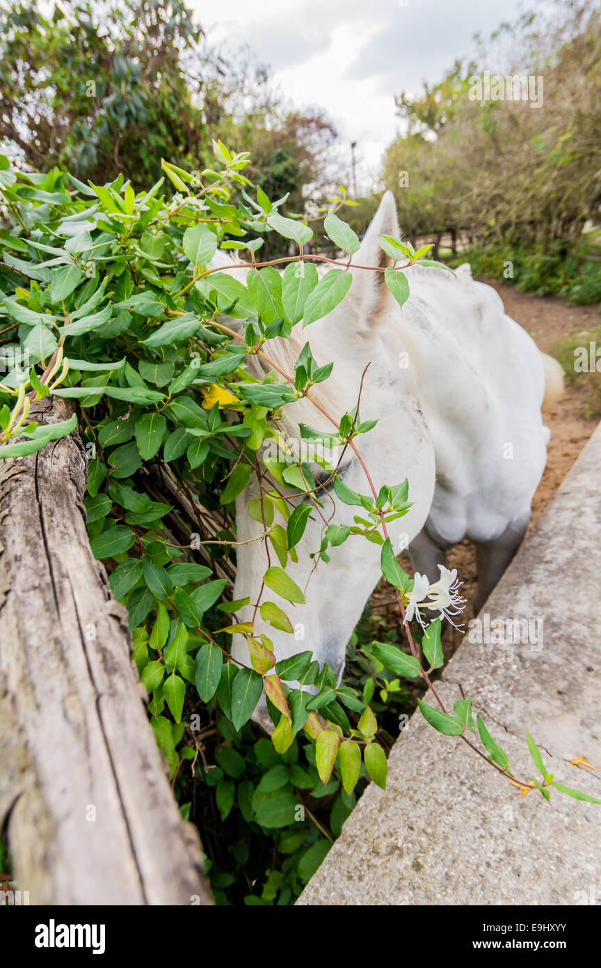 Portrait of a white horse very shy Stock Photo