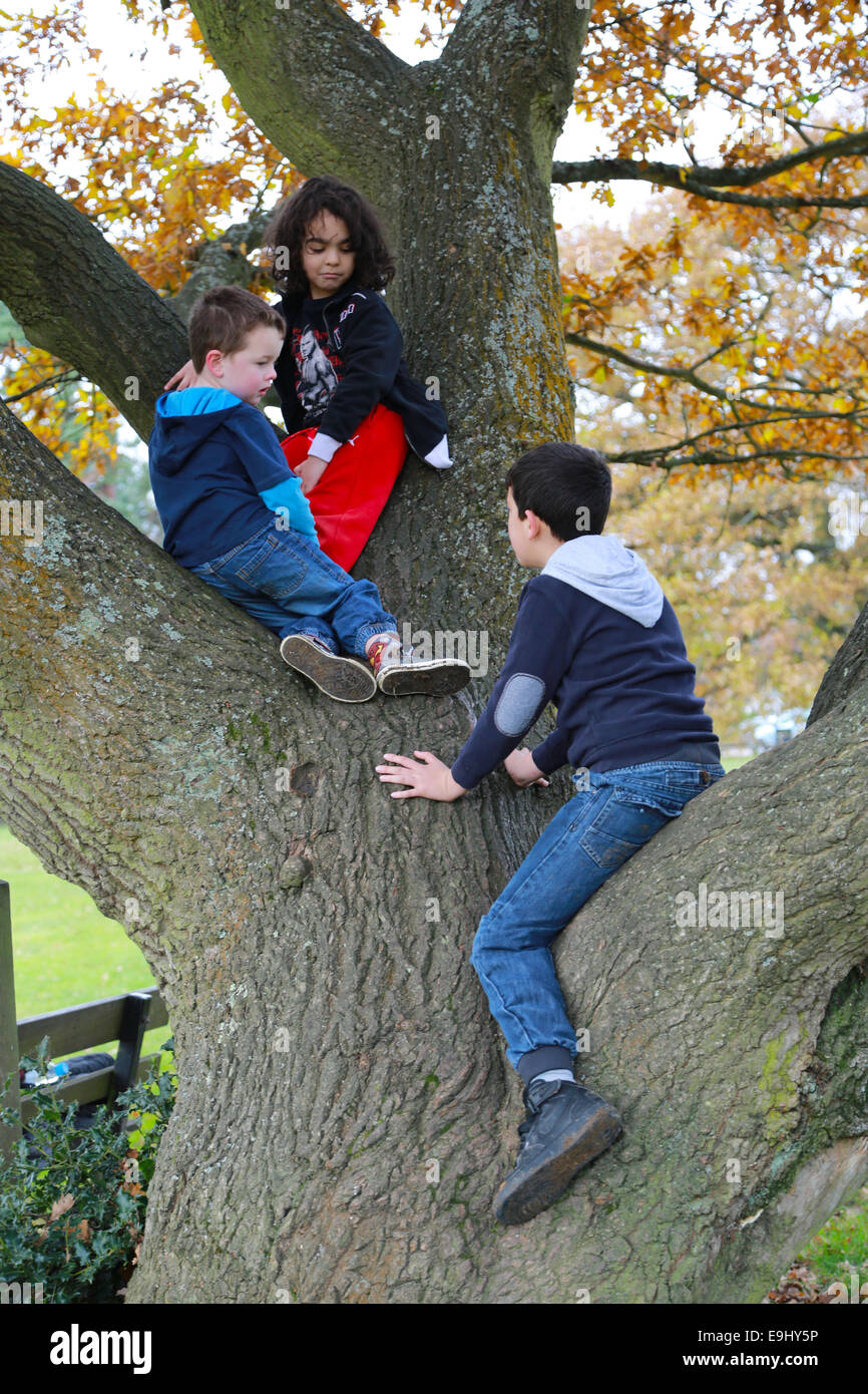 Boys climbing trees Stock Photo