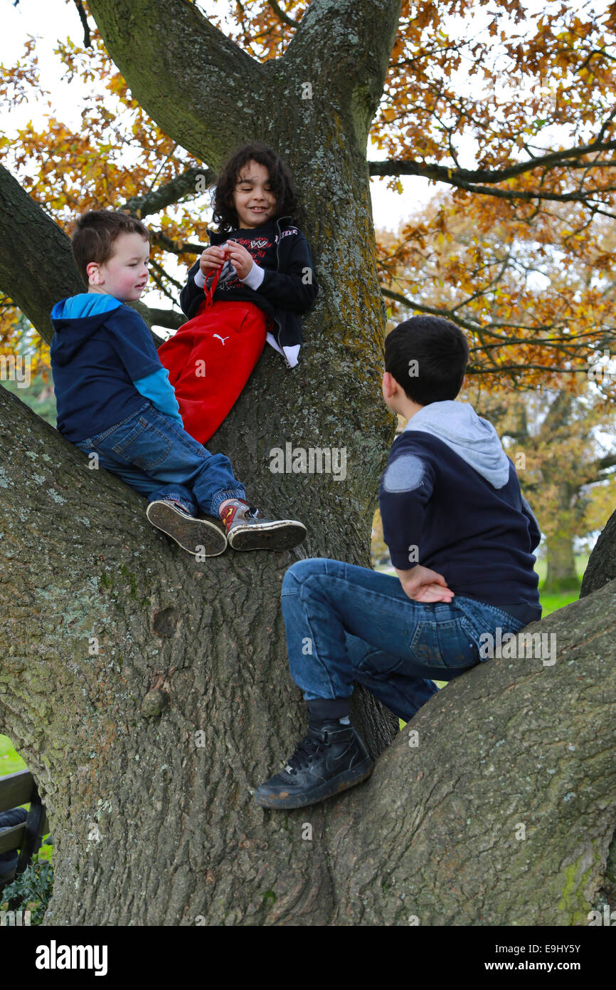 Boys climbing trees Stock Photo
