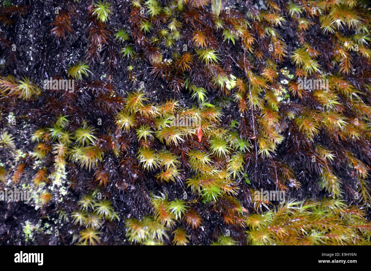 Moss at Hawaii Volcanoes National Park Stock Photo Alamy