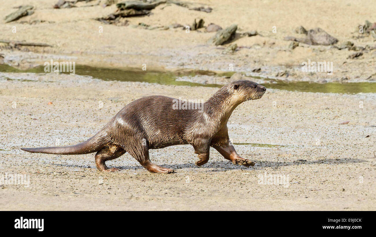 Smooth-coated otter (Lutrogale perspicillata) in mangrove habitat, Singapore Stock Photo