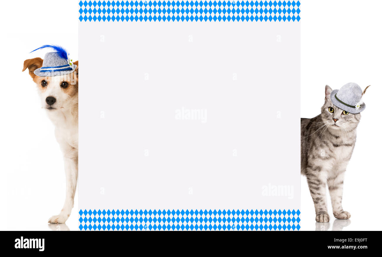 Cat and dog on Bavarian beer festival Stock Photo