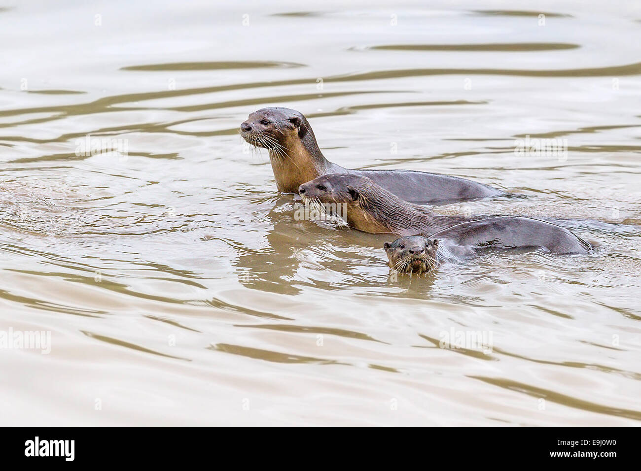 Smooth-coated otter (Lutrogale perspicillata) in mangrove habitat, Singapore Stock Photo