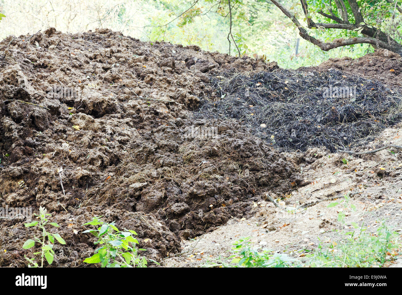 pile of horse manure on backyard in village, Crimea Stock Photo