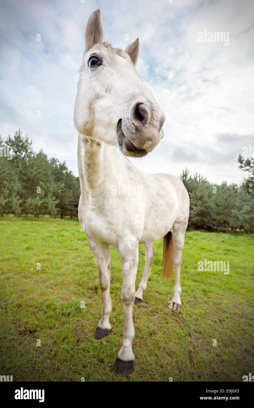 Picture of funny horse, shallow depth of field. Stock Photo