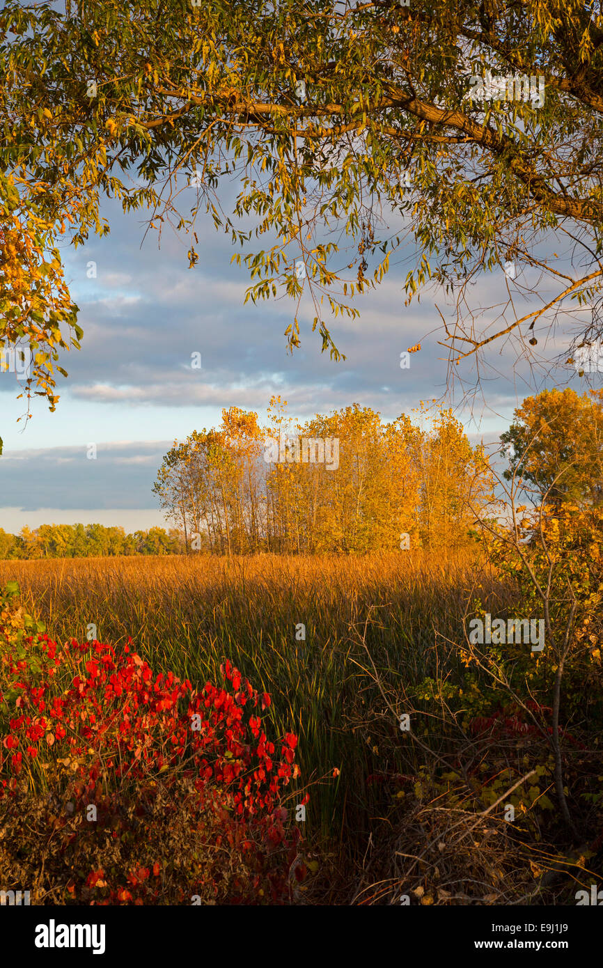 Monroe, Michigan - Fall colors at Sterling State Park. Stock Photo
