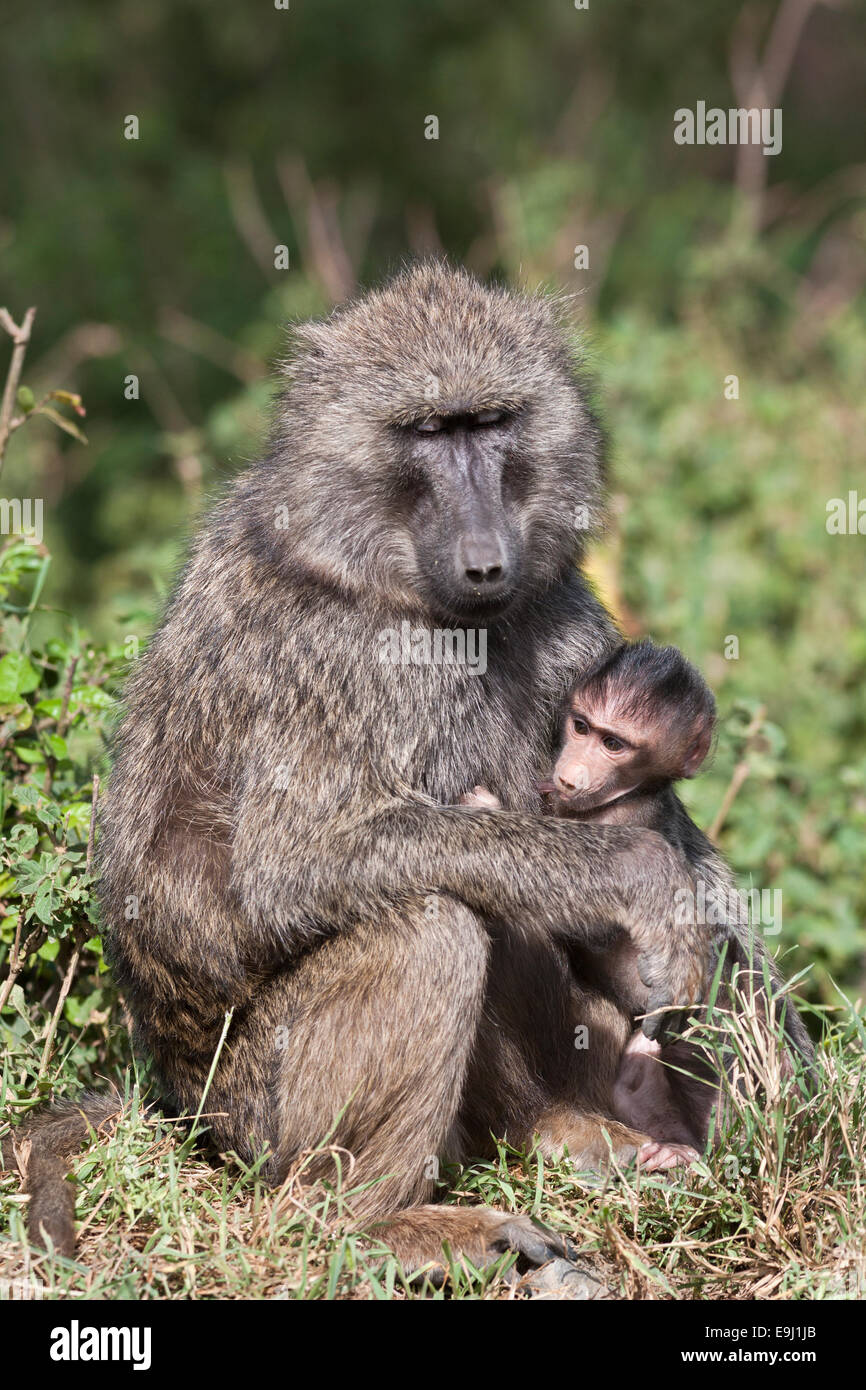Olive baboon, Papio anubis, with baby, Lake Nakuru National Park, Kenya, Stock Photo