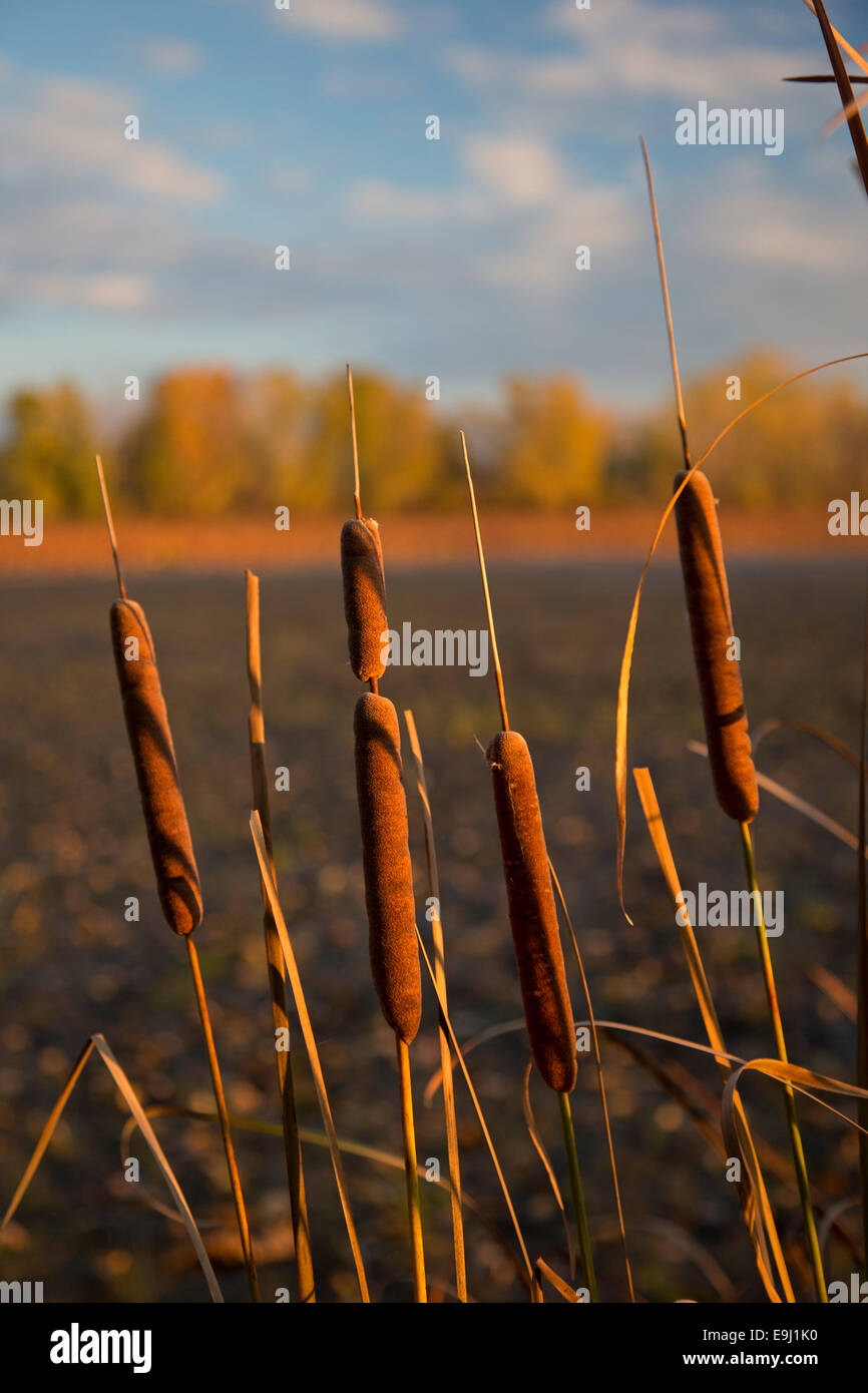 Monroe, Michigan - Cattails (Typha) in a marsh at Sterling State Park. Stock Photo