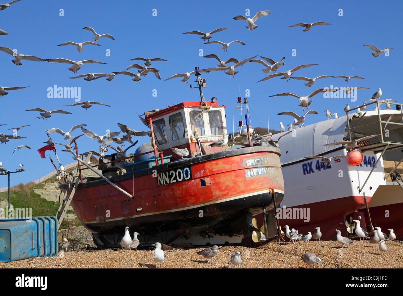 Herring gulls hover over Hastings fishing boat just landed with fresh