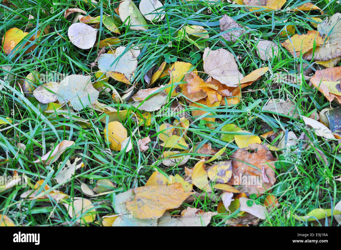 Fallen autumn leaves. A carpet of colorful leaves in October, lying on the grass. Stock Photo