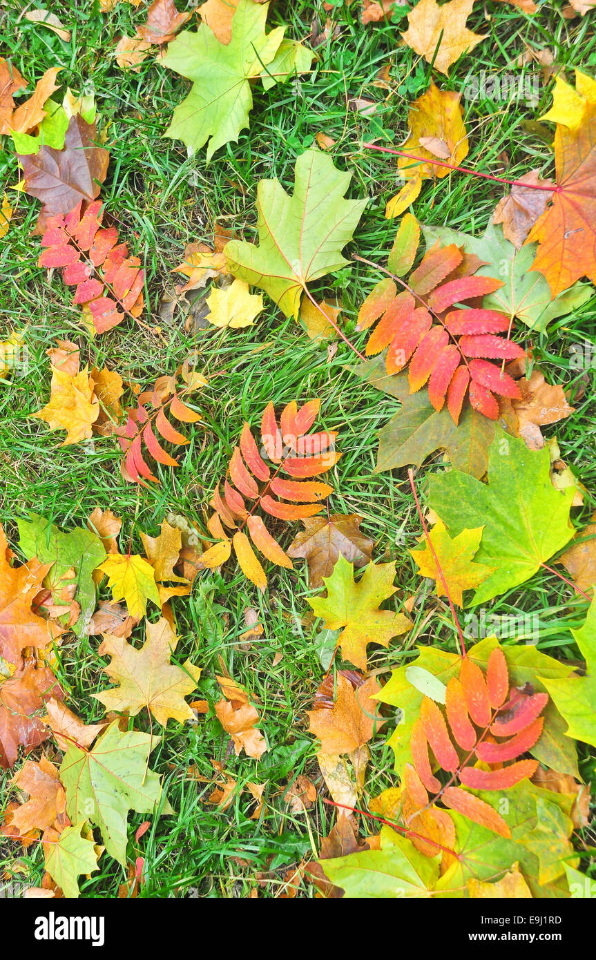 Fallen autumn leaves. A carpet of colorful leaves in October, lying on the grass. Stock Photo