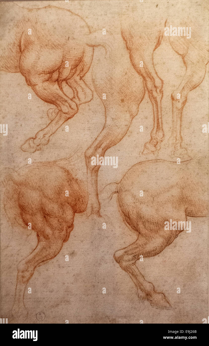 Turin, Italy. 28th October, 2014. Royal Library of Turin. Presentation of the exhibition 'Leonardo and the treasures of the king,'  The exhibition, which opens to the public 30th October 2014. Drawing of Leonardo Study on the hind legs of the horse Credit:  Realy Easy Star/Alamy Live News Stock Photo