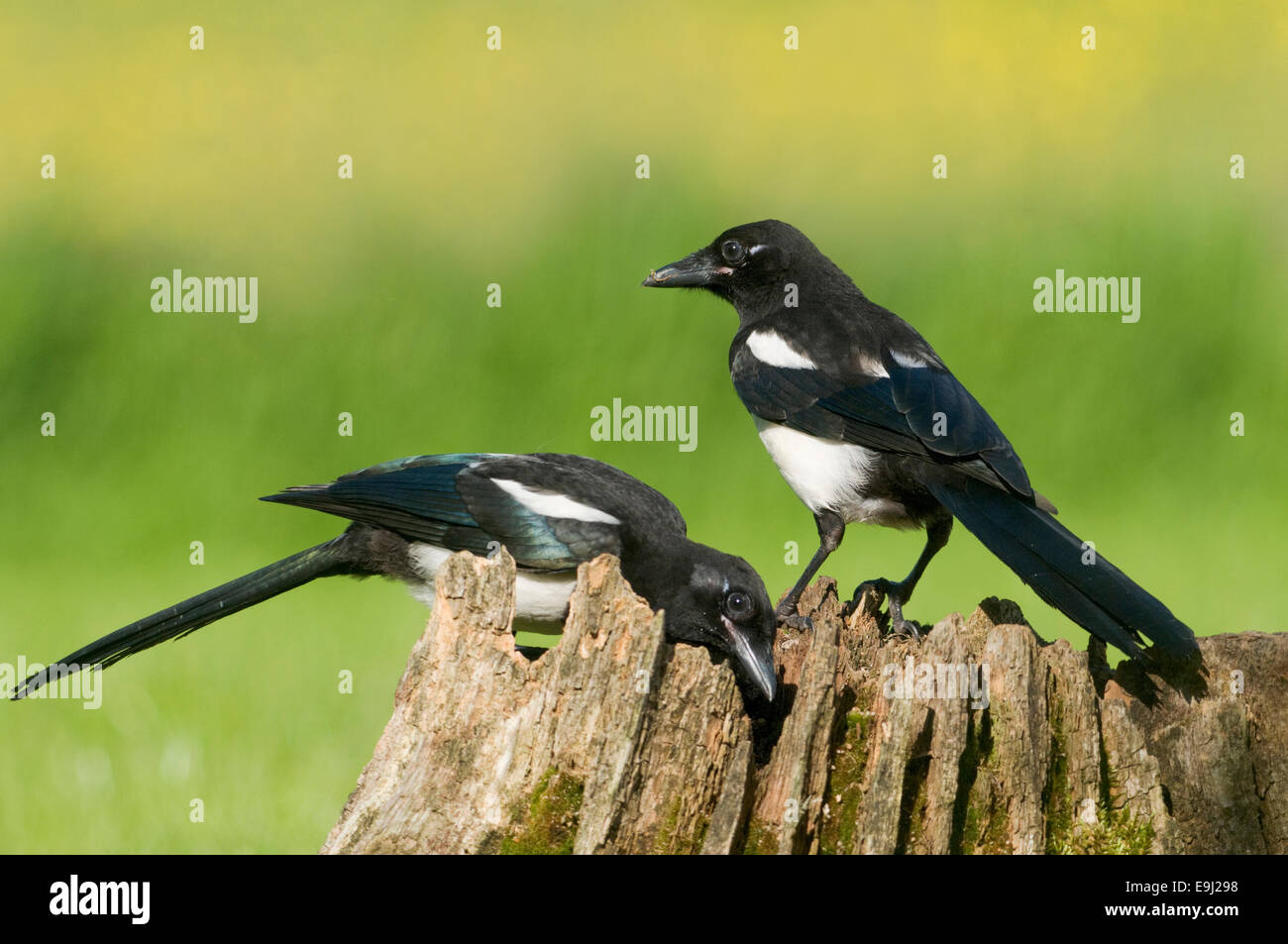 European Magpies (pica pica) perched on a rotten tree stump covered in moss Stock Photo