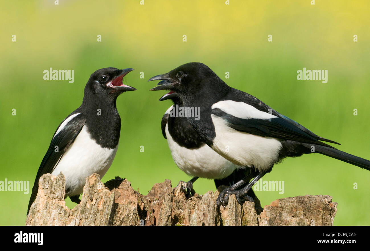 European Magpies (pica pica) perched on a rotten tree stump covered in moss Stock Photo