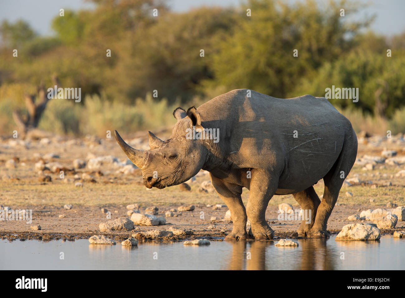 Black rhino (Diceros bicornis), Etosha National Park, Namibia Stock Photo