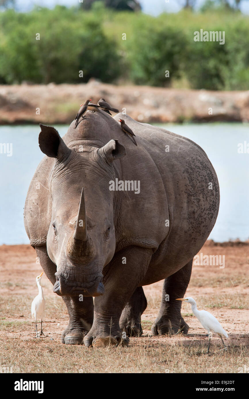White rhino, Ceratotherium simum, Royal Hlane national park, Swaziland, Africa Stock Photo