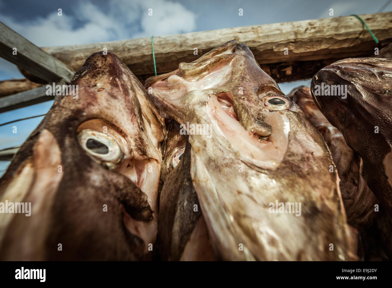 Salted Cod hanging up to dry in Sommaroy, Norway Stock Photo