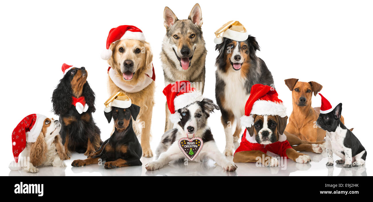 Christmas dogs Stock Photo