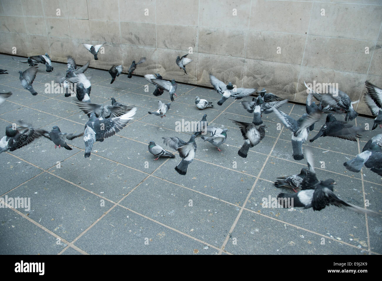 a flock of urban pigeons take off in mid air Stock Photo Alamy