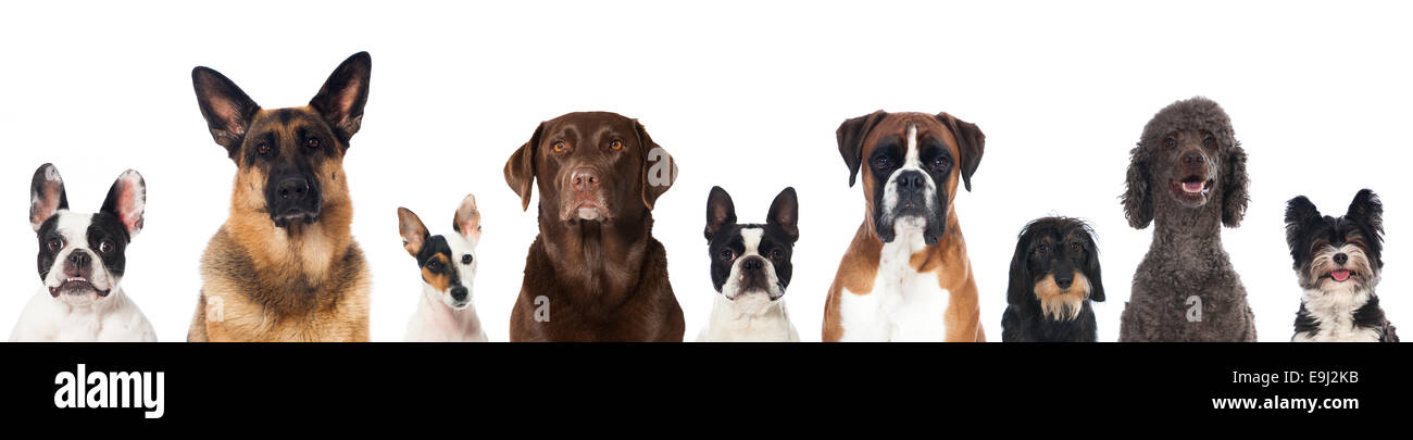Group of breed dogs Stock Photo