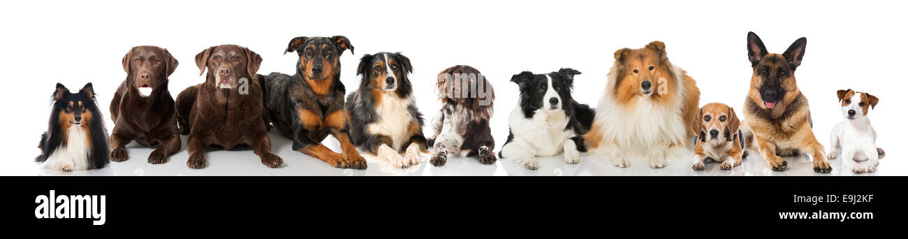 Group of breed dogs Stock Photo - Alamy