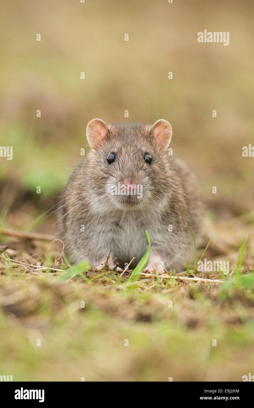 Close up portrait of a Brown Common Rat (rattus norvegicus) Stock Photo